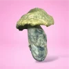 Natal Moon mushroom