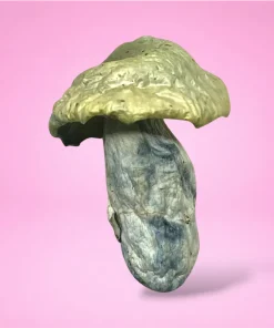 Natal Moon mushroom