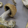 Casper mushroom strain