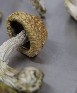 Casper mushroom strain