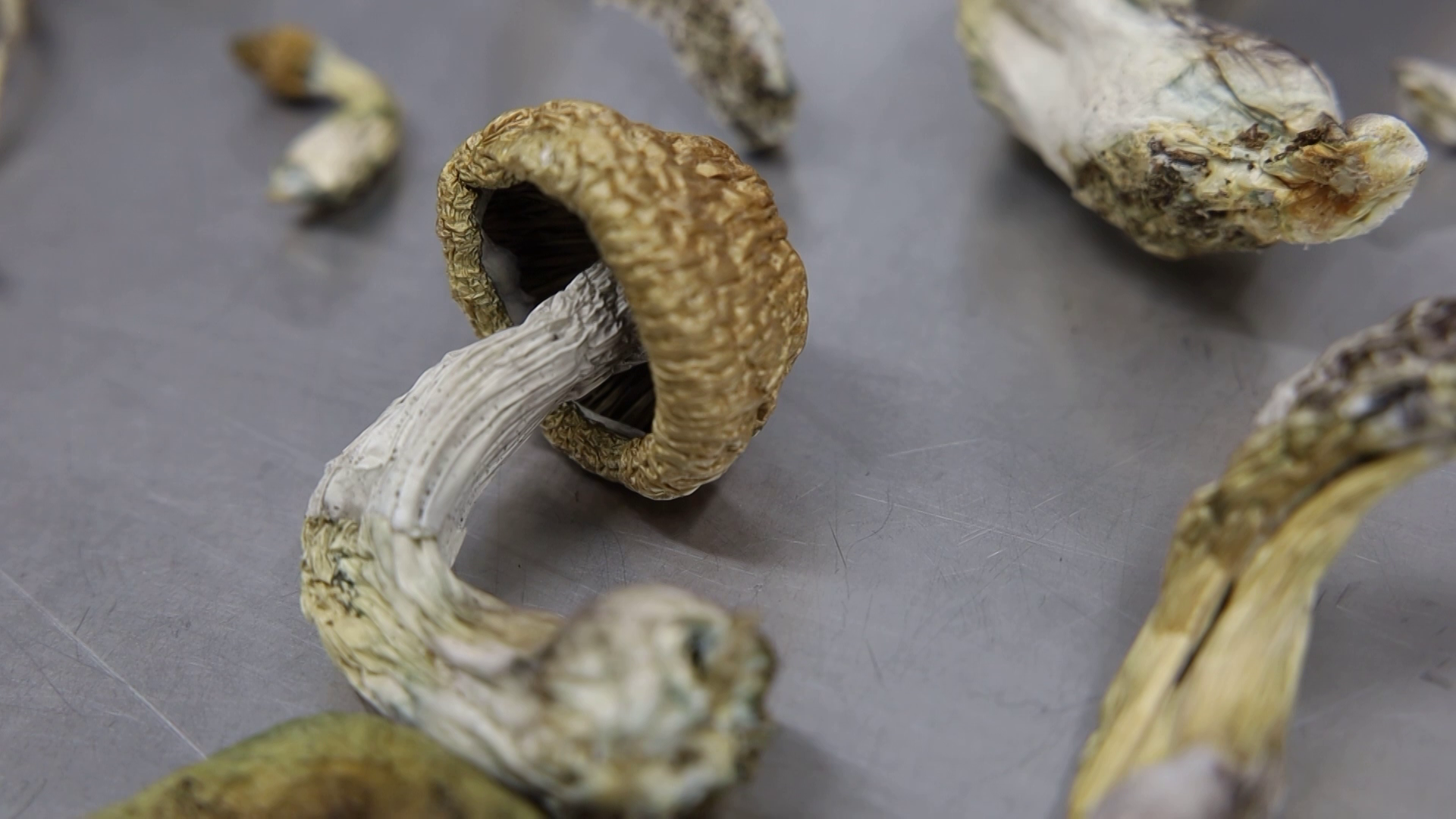 casper mushroom
